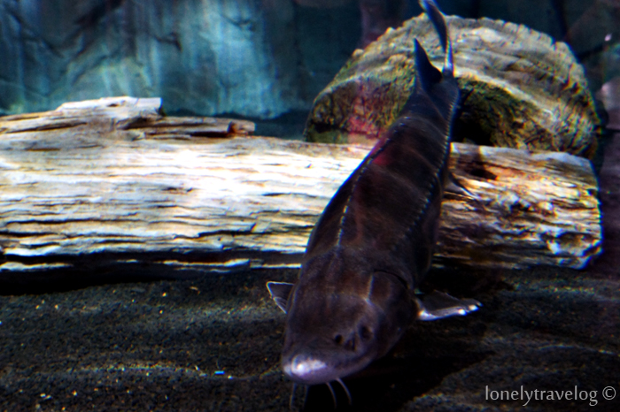 Chinese Sturgeon