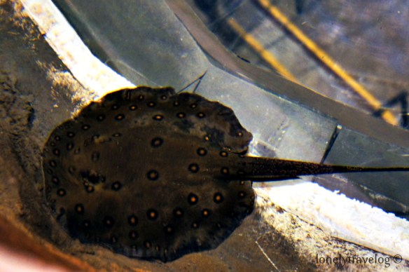 Freshwater stingray