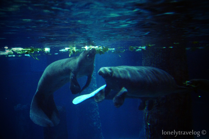 Manatees