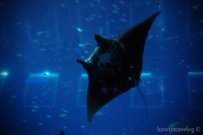 Majestic Manta Rays
