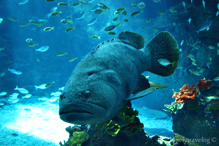 enormous goliath grouper