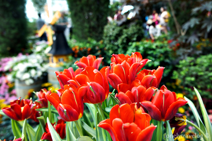 tulipmania