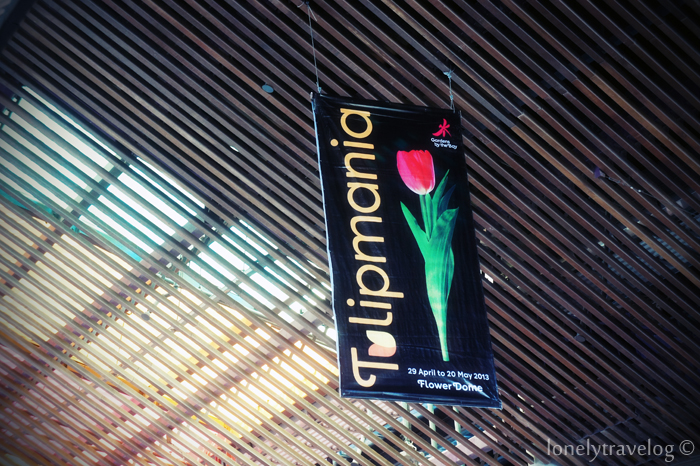 Tulipmania