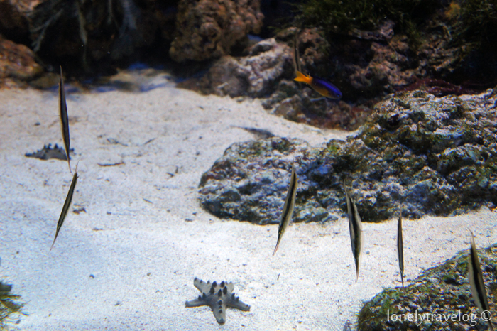 Razor Fish