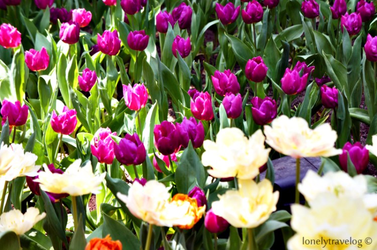 Tulipmania 2014