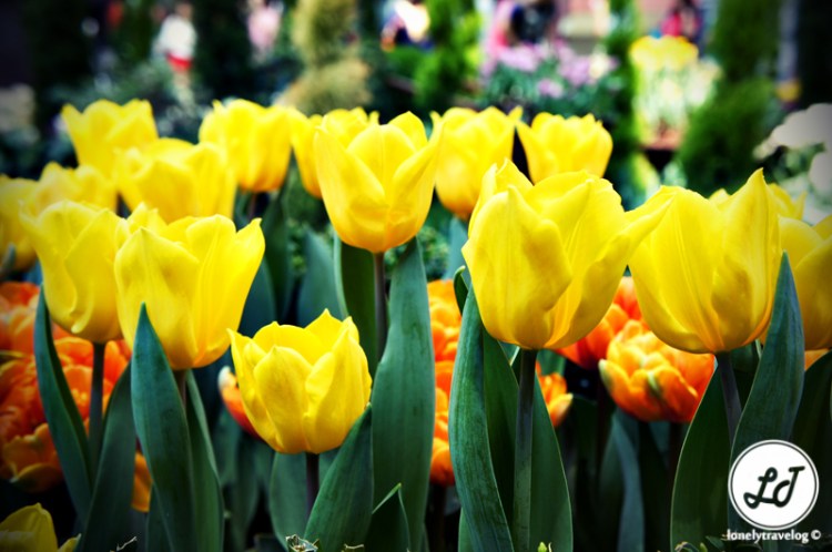 Yellow Tulip