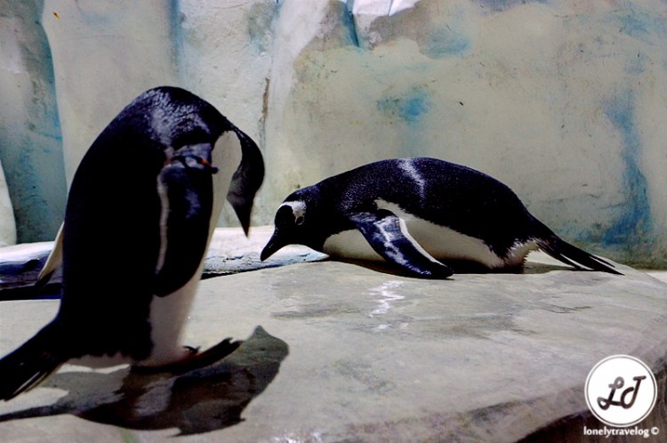 Ocean Park - Penguin