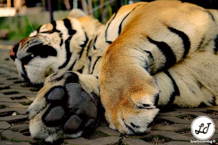 Tiger Kingdom Chiang Mai