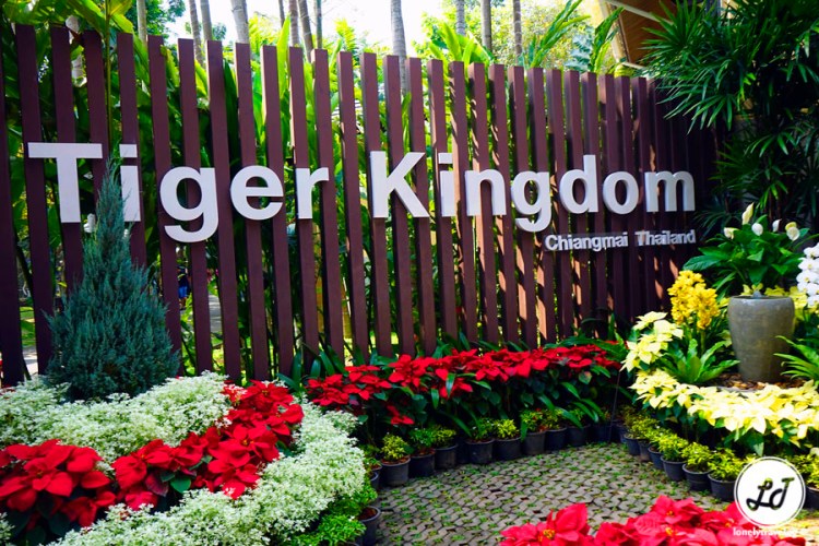 Tiger Kingdom