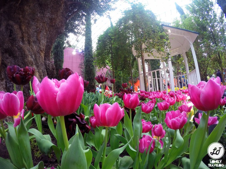 DCIM100GOPROGOPR8316.