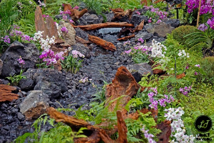 Orchid Extravaganza 2017