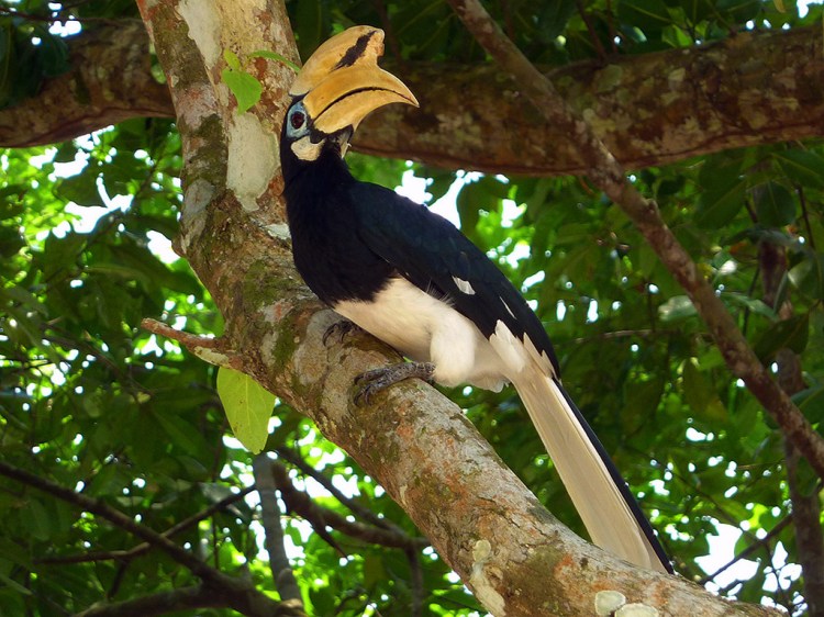 Hornbill 1