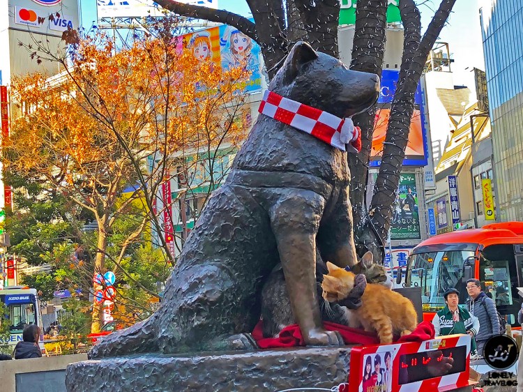beloved Hachiko