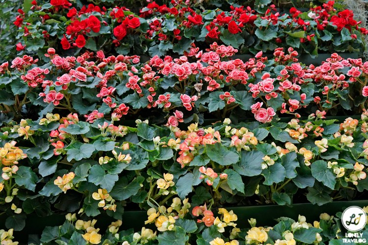 Begonia Brilliance