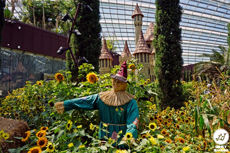 Sunflower Surprise (3)