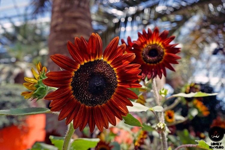 Sunflower Surprise (6)