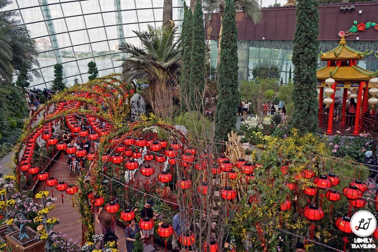 dahlia dreams 2019 (1)