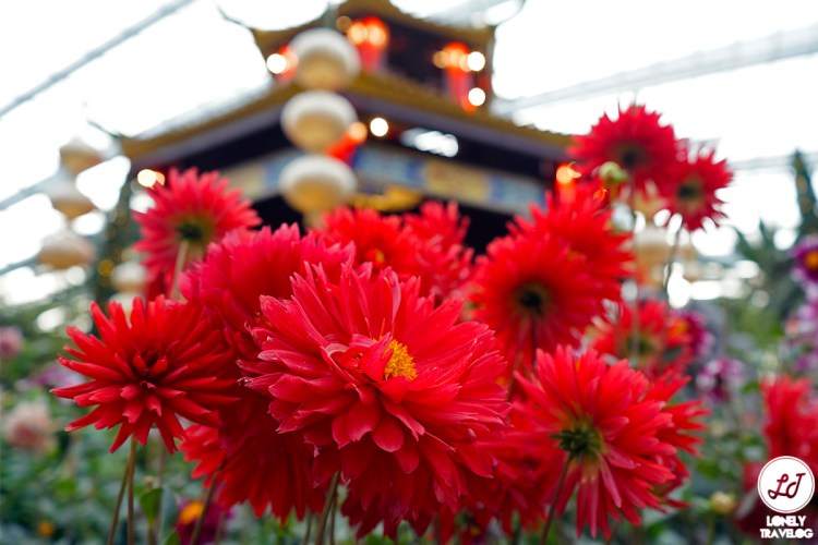 dahlia dreams 2019 (4)