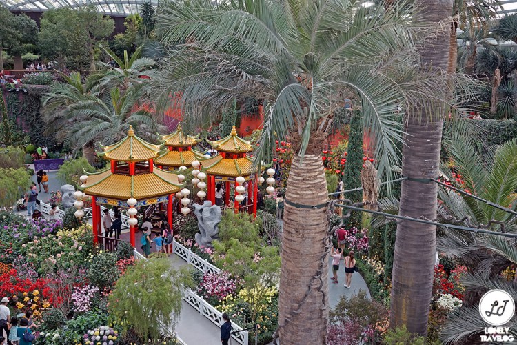 dahlia dreams 2019 (8)