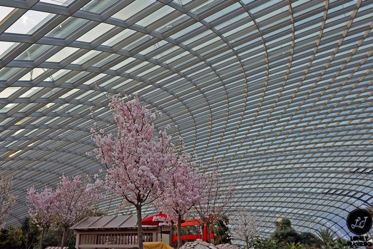 Sakura Matsuri 2019 (2)