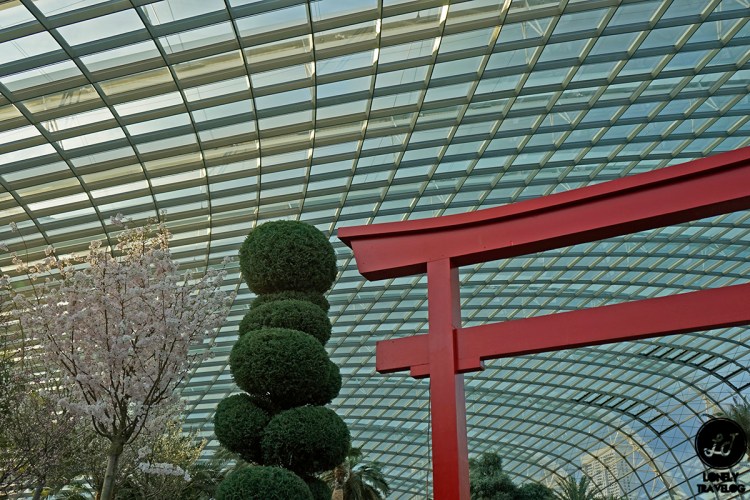 Sakura Matsuri 2019 (4)