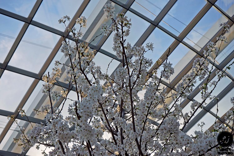 Sakura Matsuri 2019 (5)