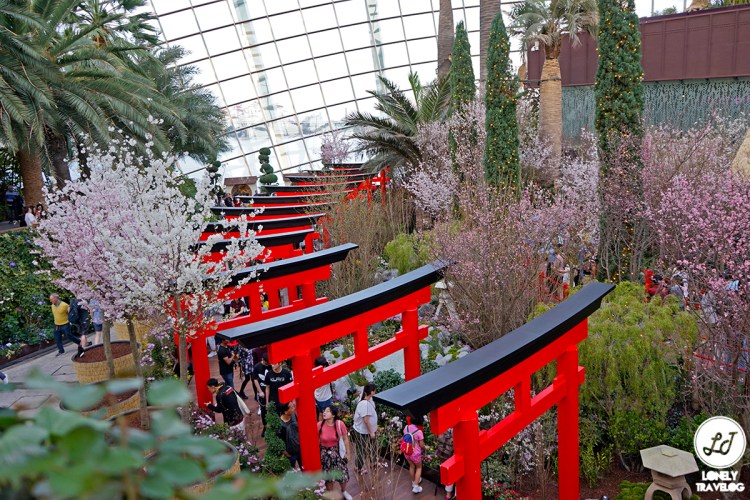 Sakura Matsuri 2019 (6)