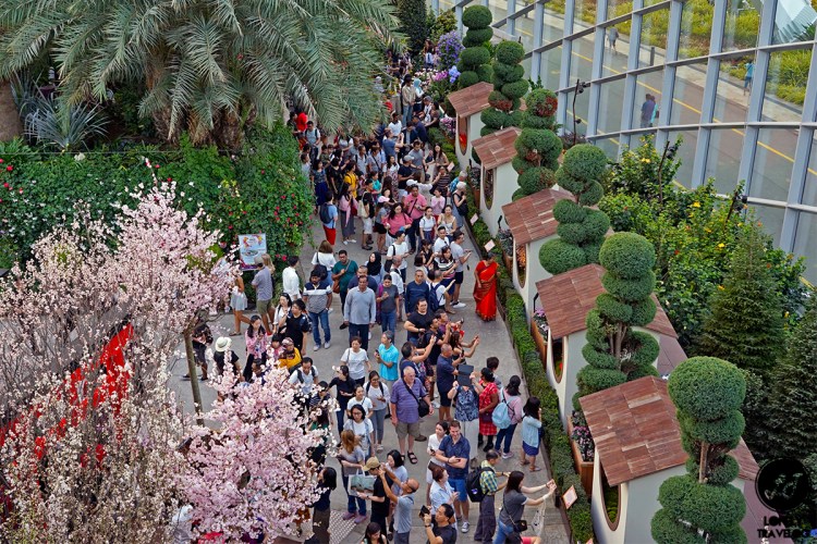 Sakura Matsuri 2019