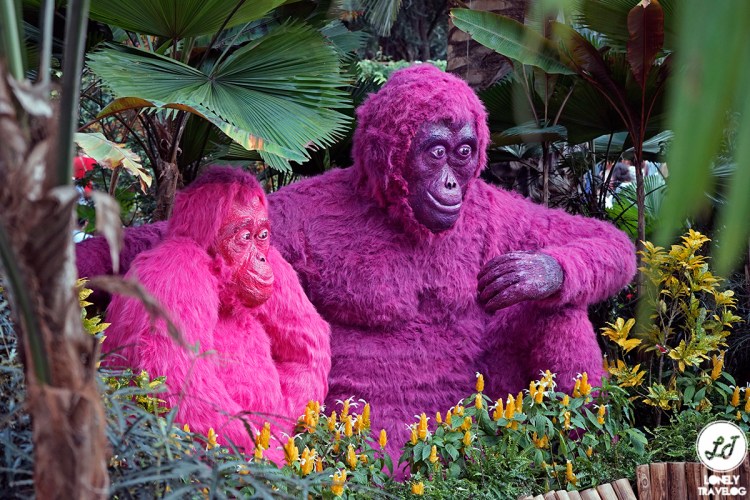 Orchid Extravaganza 2019 (10)