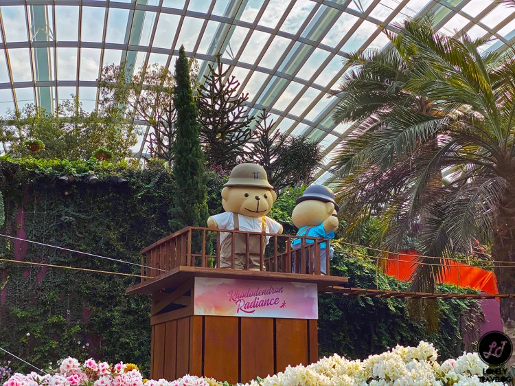 Rhododendrons Radiance 19 (1)