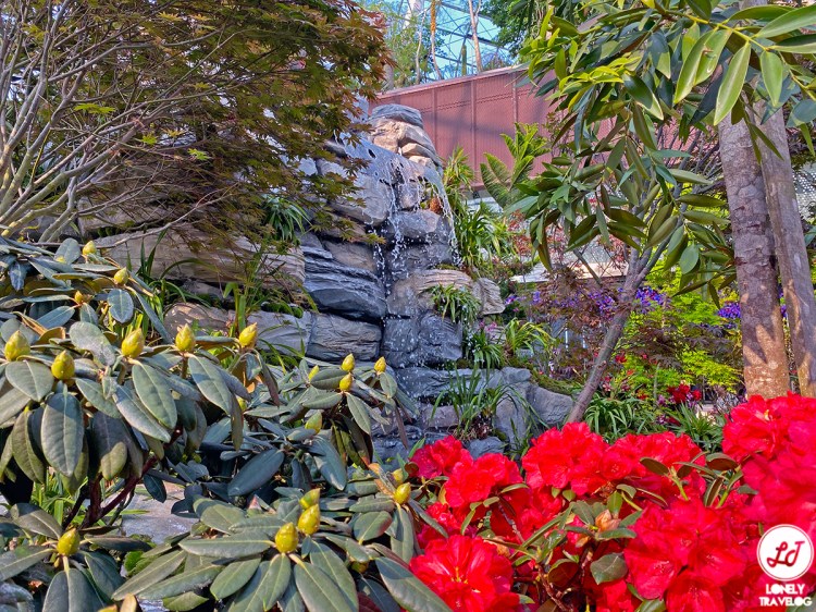 Rhododendrons Radiance 19 (6)